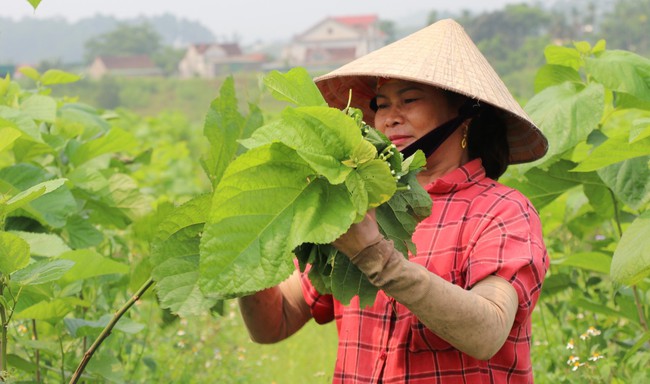 Nuôi giống tằm trắng ăn lá dâu to, hợp tác này ở Nghệ An hồi sinh nghề truyền thống nổi tiếng một thời - Ảnh 3.