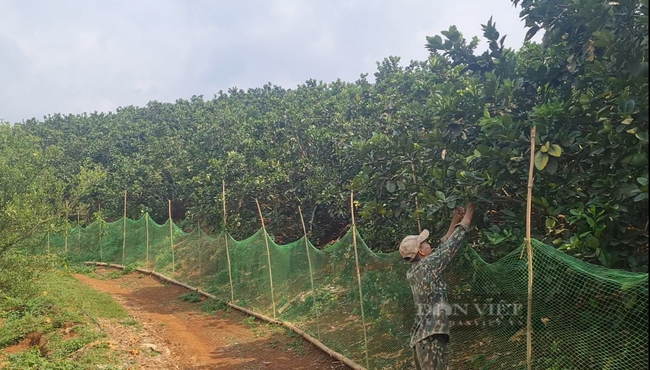 Nông dân 8X người dân tộc Thái ở Điện Biên chỉ nuôi gà và trồng cam, bưởi thu tiền tỉ mỗi năm   - Ảnh 2.