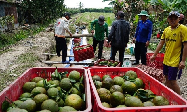 Nhiều loại trái cây đang vào vụ lại tiếp diễn điệp khúc &quot;được mùa rớt giá&quot; - Ảnh 1.