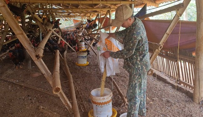 Nông dân 8X người dân tộc Thái ở Điện Biên chỉ nuôi gà và trồng cam, bưởi thu tiền tỉ mỗi năm   - Ảnh 4.