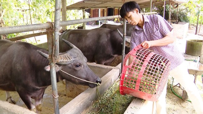 Vốn ưu đãi mở lối làm ăn cho nông dân Tuyên Quang - Ảnh 1.