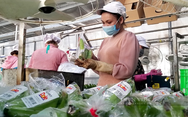 Sơ chế, đóng gói chuối xuất khẩu ở Khu nông nghiệp công nghệ cao An Thái huyện Phú Giáo, Bình Dương. Ảnh: Nguyên Vỹ