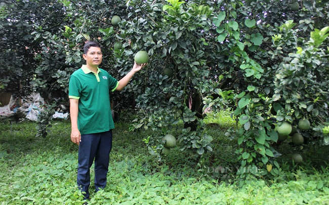 HTX Cây ăn quả Tân Mỹ chuyên trồng bưởi da xanh ở huyện Bắc Tân Uyên, Bình Dương. Ảnh: Nguyên Vỹ