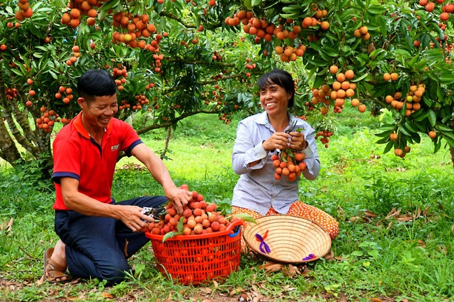 Thêm thuận lợi để đưa vải thiều sang Mỹ, Úc... - Ảnh 1.