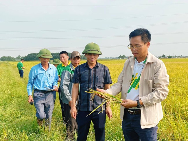 Sử dụng phân bón NPK Phú Mỹ cho cánh đồng mẫu lớn đạt năng suất cao - Ảnh 1.