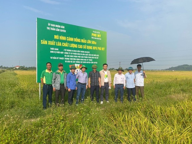 Sử dụng phân bón NPK Phú Mỹ cho cánh đồng mẫu lớn đạt năng suất cao - Ảnh 3.