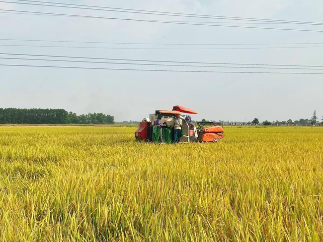 Sử dụng phân bón NPK Phú Mỹ cho cánh đồng mẫu lớn đạt năng suất cao - Ảnh 2.