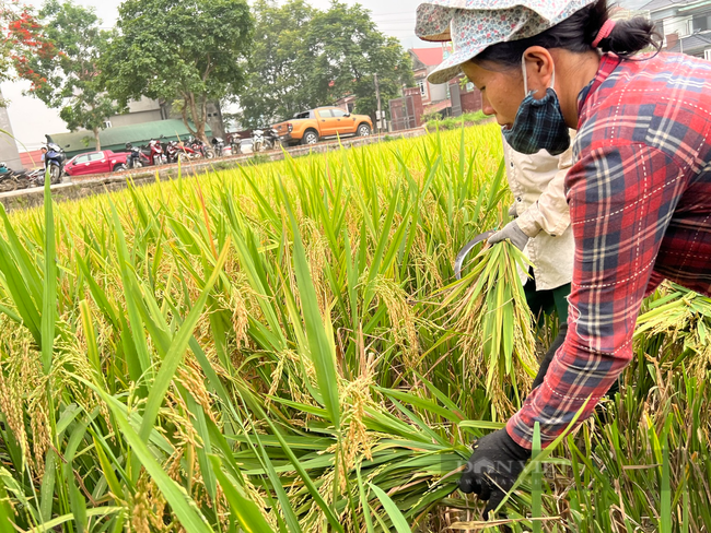 Nông dân Phú Thọ cười nói rộn ràng thu hoạch &quot;mùa vàng&quot; - Ảnh 3.