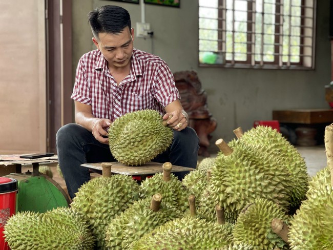 Sầu riêng Việt Nam rộng cửa ở thị trường Trung Quốc - Ảnh 1.