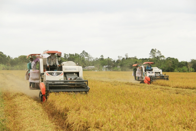 Xuất khẩu gạo Việt hướng đến phân khúc cao cấp - Ảnh 1.