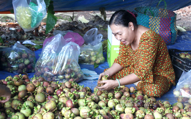 Bà Nguyễn Thị Loan phân loại trái măng cụt vừa thu hái trong vườn. Ảnh: Nguyên Vỹ