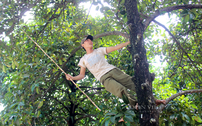 Anh Minh Vương, con trai bà Loan đu mình trên những cành cây măng cụt để hái trái. Ảnh: Nguyên Vỹ