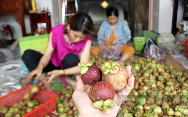 Du khách vào tận nhà vườn lựa mua măng cụt Lái Thiêu. Ảnh: Nguyên Vỹ