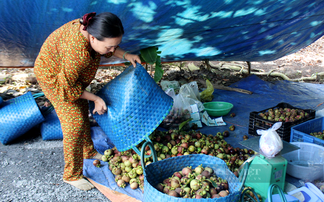 Măng cụt được thu hái và phân loại ngay tại vườn. Ảnh: Nguyên Vỹ