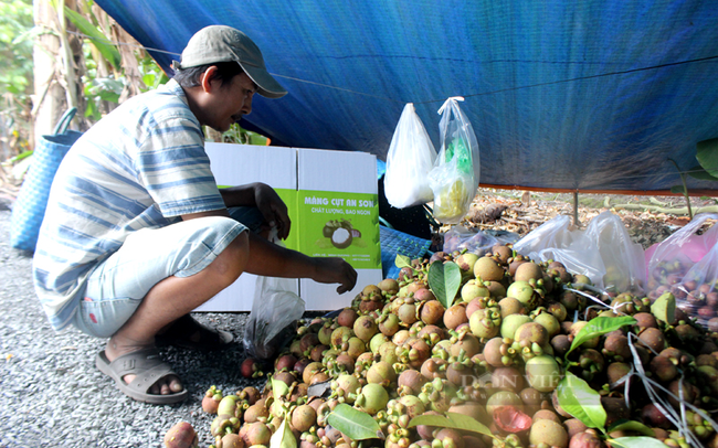 Khách địa phương lựa mua măng cám ngay tại vườn. Ảnh: Nguyên Vỹ