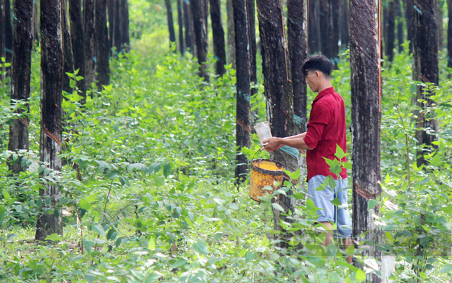 Hộ cao su tiểu điền ở huyện Dầu Tiếng đang khai thác mủ. Ảnh: Trần Khánh