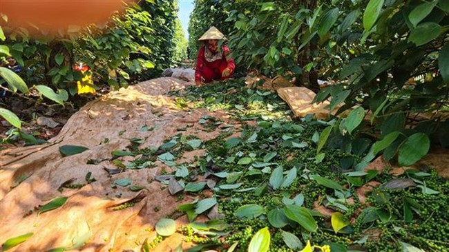 &quot;Vàng đen&quot; là cây gì ở Gia Lai, tỉnh này đang làm cách gì để đưa thứ cây này về lại thời hoàng kim? - Ảnh 2.