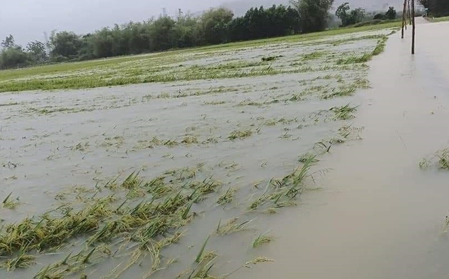 TT-Huế: Yêu cầu đẩy nhanh thu hoạch lúa đông xuân để hạn chế thiệt hại do thời tiết bất lợi   - Ảnh 1.