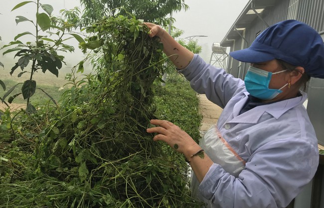 Nghệ An: Cây dược liệu mở hướng thoát nghèo cho người dân nơi &quot;cổng trời&quot;, quanh năm sương mù bao phủ - Ảnh 6.