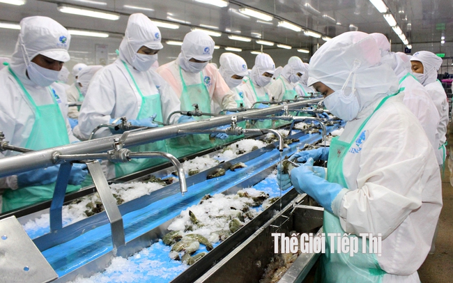 Kim ngạch xuất khẩu tôm Việt Nam sụt giảm mạnh trong nửa đầu năm 2023. Ảnh: Trần Khánh