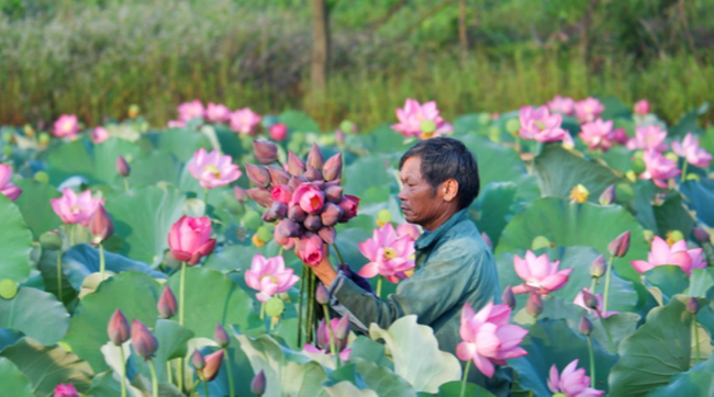 Sẽ có khoảng 50 gian hàng tham gia ngày hội Sen Huế 2023  - Ảnh 1.