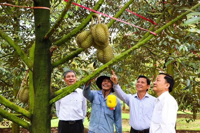 Bà Rịa - Vũng Tàu: Nông dân bán trà túi lọc, đông trùng hạ thảo kiếm tiền tỷ đồng mỗi năm - Ảnh 3.