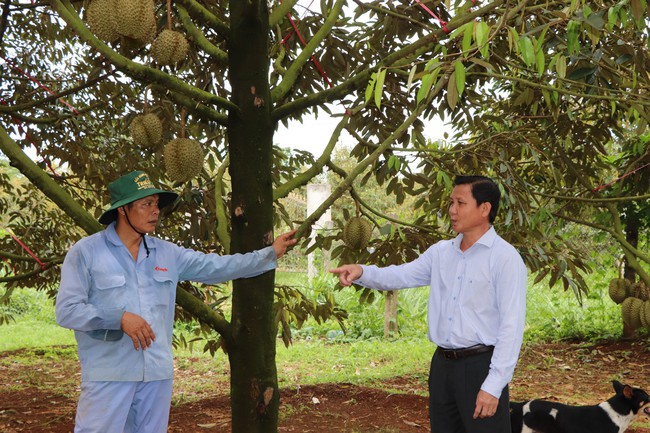 Bà Rịa - Vũng Tàu: Nông dân bán trà túi lọc, đông trùng hạ thảo kiếm tiền tỷ đồng mỗi năm - Ảnh 2.