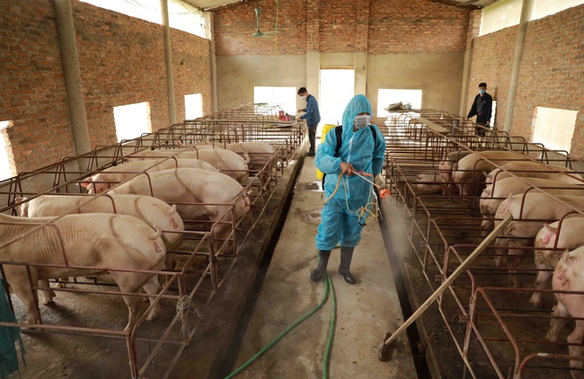 gop/Xây dựng vùng chăn nuôi an toàn dịch bệnh đạt tiêu chuẩn quốc tế: Đòn bẩy cho kim ngạchxuất khẩu ngành chăn nuôi - Ảnh 1.