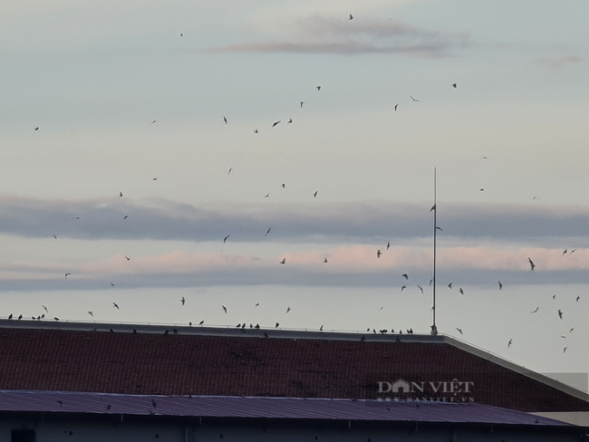 Quảng Nam: Ngắm đàn chim yến hàng trăm con bay lượn trên nóc nhà trụ sở Tỉnh ủy   - Ảnh 1.