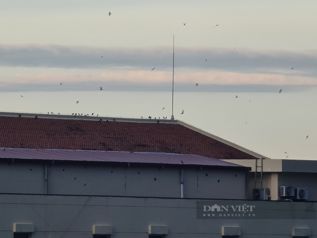 Quảng Nam: Ngắm đàn chim yến hàng trăm con bay lượn trên nóc nhà trụ sở Tỉnh ủy   - Ảnh 3.