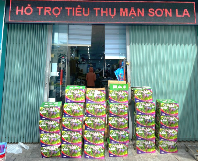 Ninh Bình: Hỗ trợ, tiêu thụ gần 600kg quả mận cho nông dân tỉnh Sơn La - Ảnh 3.