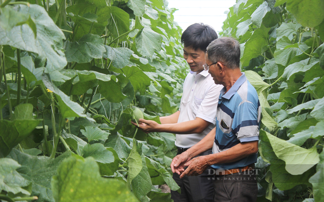 Ông Đặng Văn Xuân (phải) tin tưởng vào hiệu quả kinh tế khi tham gia liên kết sản xuất cùng HTX Nông nghiệp công nghệ cao Kim Long. Ảnh: Nguyên Vỹ