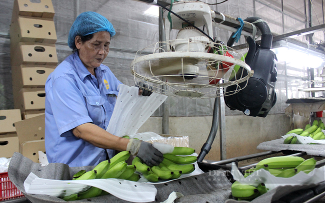 Công nhân sơ chế sản phẩm chuối xuất khẩu ở Công Ty CP Nông Nghiệp U&I, (huyện Phú Giáo, tỉnh Bình Dương). Ảnh: Nguyên Vỹ