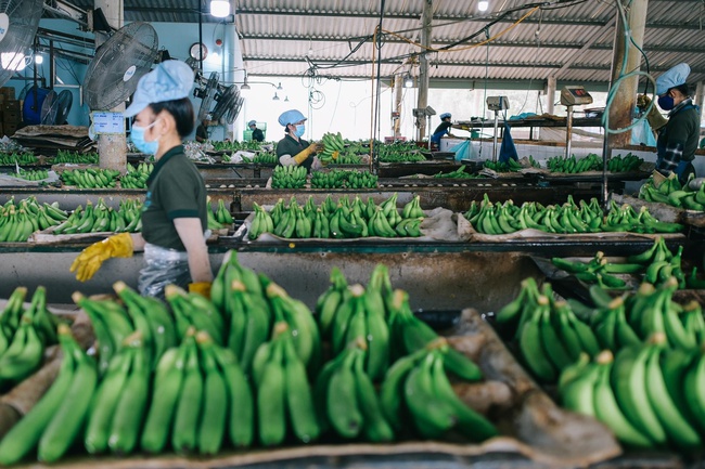 Nông sản Việt thu hàng tỷ USD từ thị trường Trung Quốc - Ảnh 1.