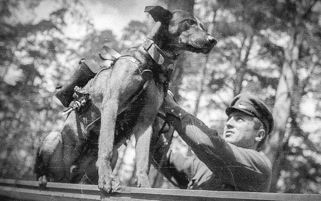 Bí mật “chiến binh” chó cảm tử của Liên Xô trong Thế chiến 2 - Ảnh 3.