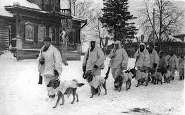 Bí mật “chiến binh” chó cảm tử của Liên Xô trong Thế chiến 2 - Ảnh 4.