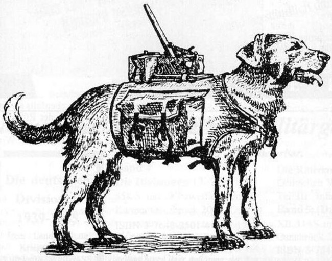 Bí mật “chiến binh” chó cảm tử của Liên Xô trong Thế chiến 2 - Ảnh 6.
