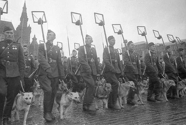 Bí mật “chiến binh” chó cảm tử của Liên Xô trong Thế chiến 2 - Ảnh 7.