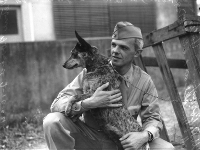 Bí mật “chiến binh” chó cảm tử của Liên Xô trong Thế chiến 2 - Ảnh 9.