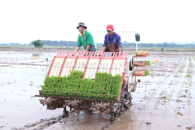 Thúc đẩy đưa máy móc vào trồng lúa trên diện rộng tại miền Bắc - Ảnh 1.