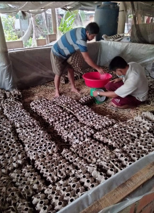 Nuôi loài đoản mệnh la liệt trong nhà, người ăn, cá ăn, chim cảnh cũng ăn, chị nông dân Vĩnh Long phát tài - Ảnh 1.