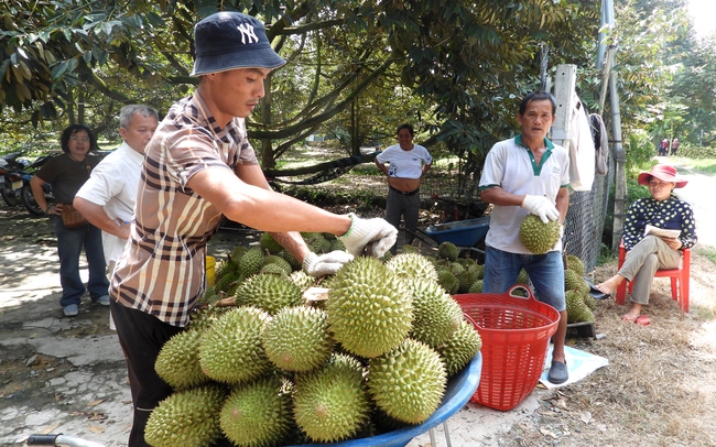 Niềm vui của các nhà vườn ở Bình Dương: Trái cây vụ hè được mùa, được giá - Ảnh 1.