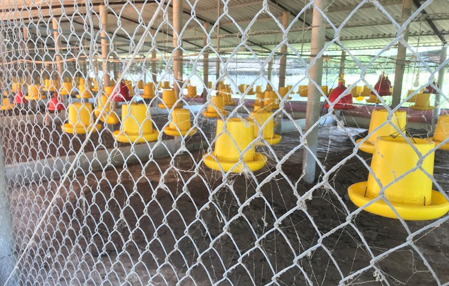Giá trứng, gà thịt chạm đáy, nhiều chủ trang trại nuôi gà tại Nghệ An &quot;cắn răng&quot; chịu lỗ để duy trì đàn - Ảnh 3.