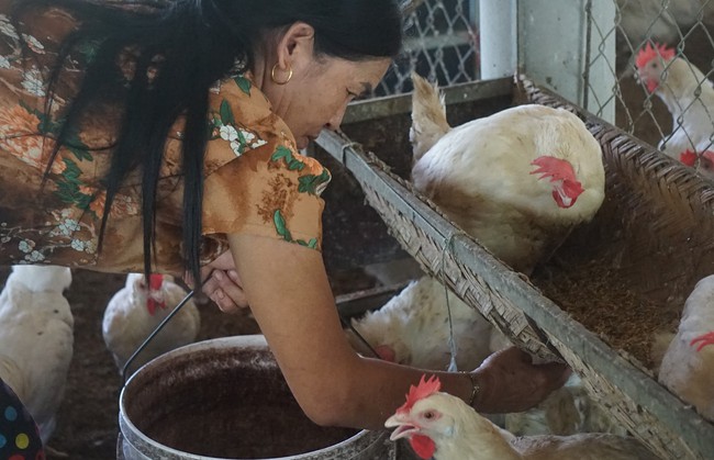 Giá trứng, gà thịt chạm đáy, nhiều chủ trang trại nuôi gà tại Nghệ An &quot;cắn răng&quot; chịu lỗ để duy trì đàn - Ảnh 6.