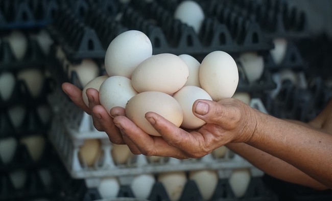 Giá trứng, gà thịt chạm đáy, nhiều chủ trang trại nuôi gà tại Nghệ An &quot;cắn răng&quot; chịu lỗ để duy trì đàn - Ảnh 5.