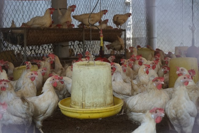 Giá trứng, gà thịt chạm đáy, nhiều chủ trang trại nuôi gà tại Nghệ An &quot;cắn răng&quot; chịu lỗ để duy trì đàn - Ảnh 2.