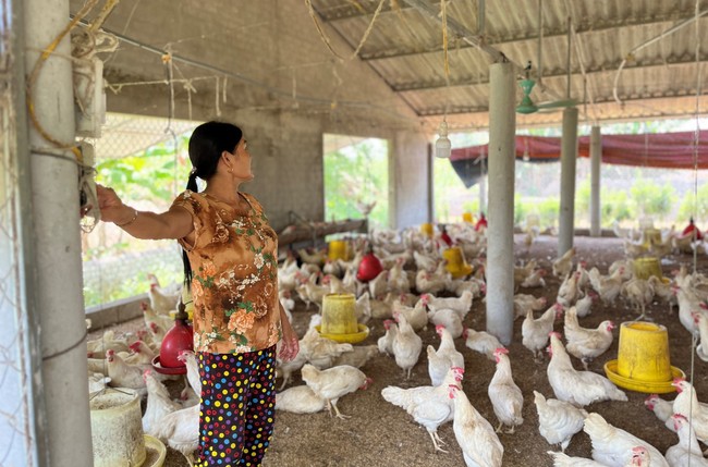 Giá trứng, gà thịt chạm đáy, nhiều chủ trang trại nuôi gà tại Nghệ An &quot;cắn răng&quot; chịu lỗ để duy trì đàn - Ảnh 1.