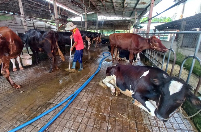 Giúp đổi nghề nuôi bò sữa ở Củ Chi - Ảnh 1.