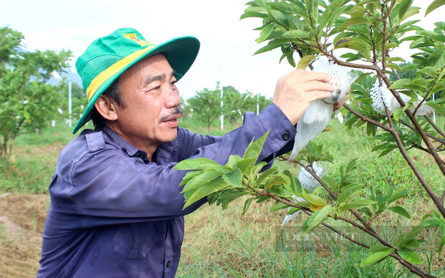 HTX nông nghiệp mãng cầu Thạnh Tân (Tây Ninh) là 1 trong 63 Hợp tác xã tiêu biểu toàn quốc năm 2023. Trong ảnh: Ông Hà Chí Mãng – Giám đốc HTX nông nghiệp mãng cầu Thạnh Tân. Ảnh: Nguyên Vỹ