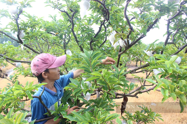 Quy trình trồng mãng cầu sạch của HTX mãng cầu Thạnh Tân được xã viên và bà con đón nhận, triển khai. Ảnh: Nguyên Vỹ